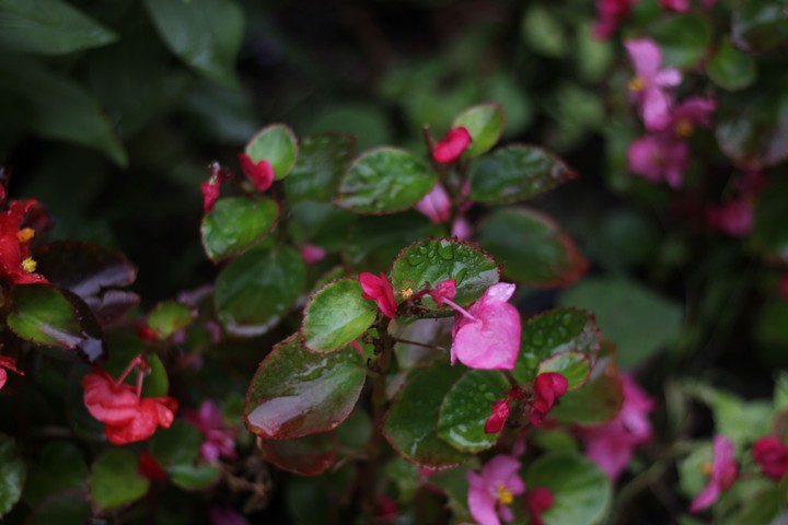 Green&pink
