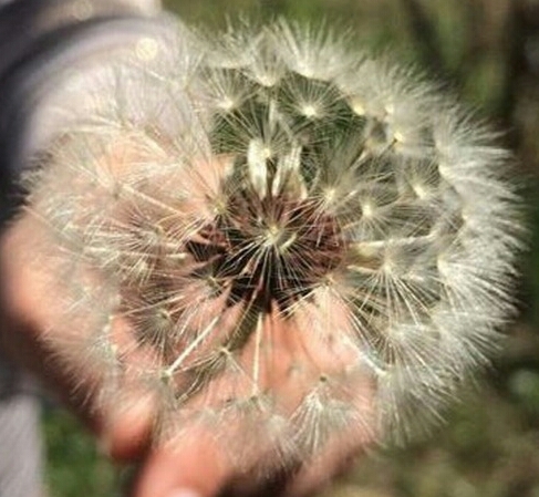 قاصدک خبر خوش بیار