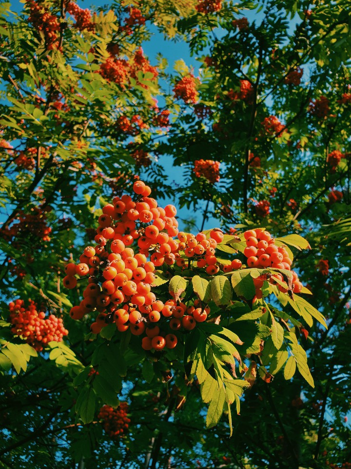 'last days of summer in Siberia'