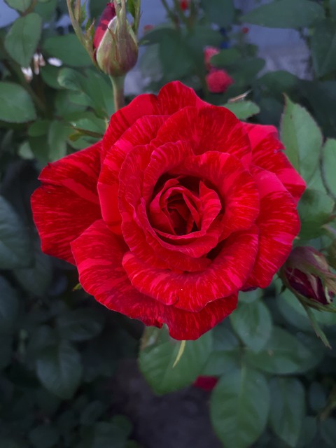 rose