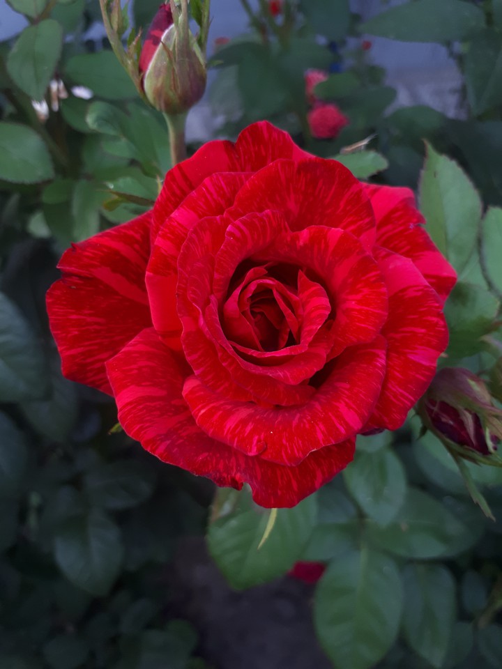 rose