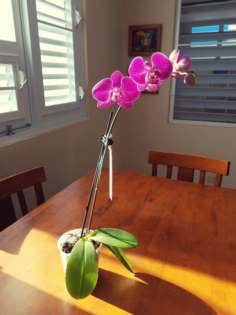my Valentine gift orchid