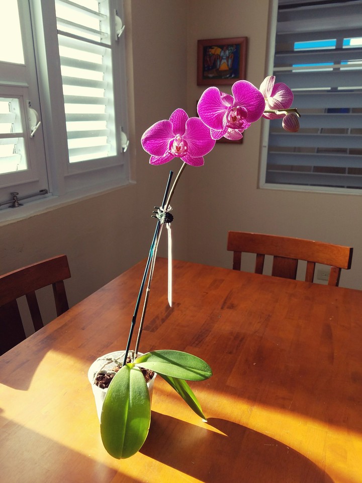 my Valentine gift orchid