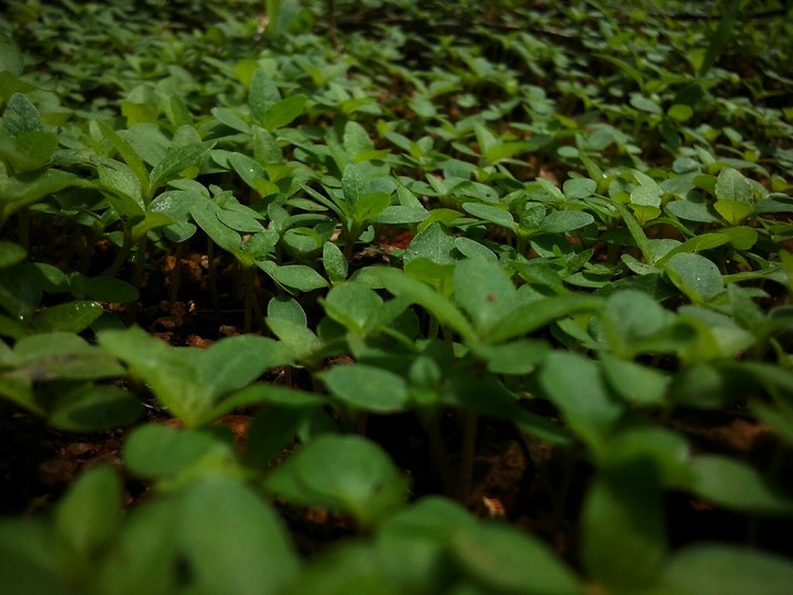 ant's forest