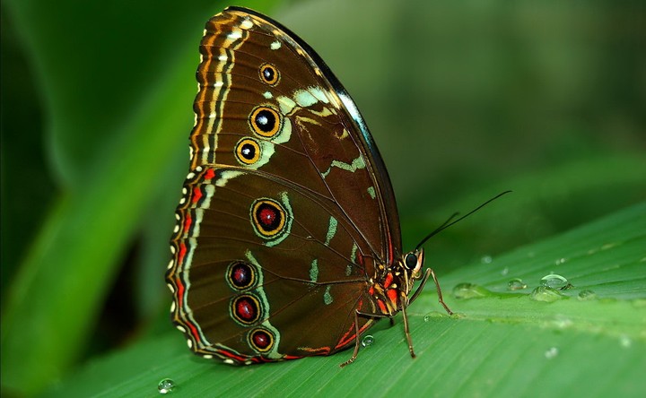 butterflies