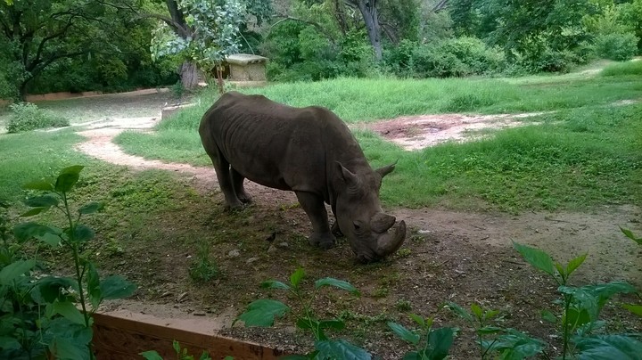 RHINO
