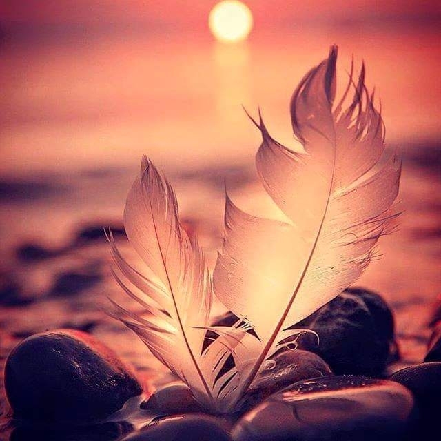 plume