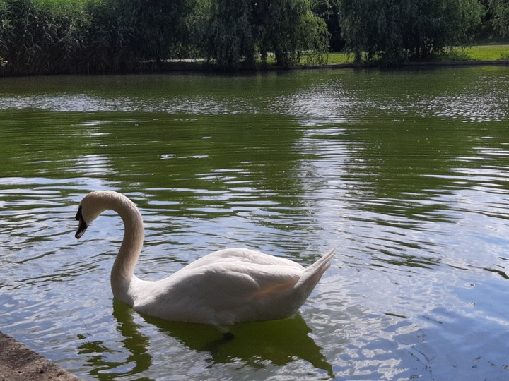 swan