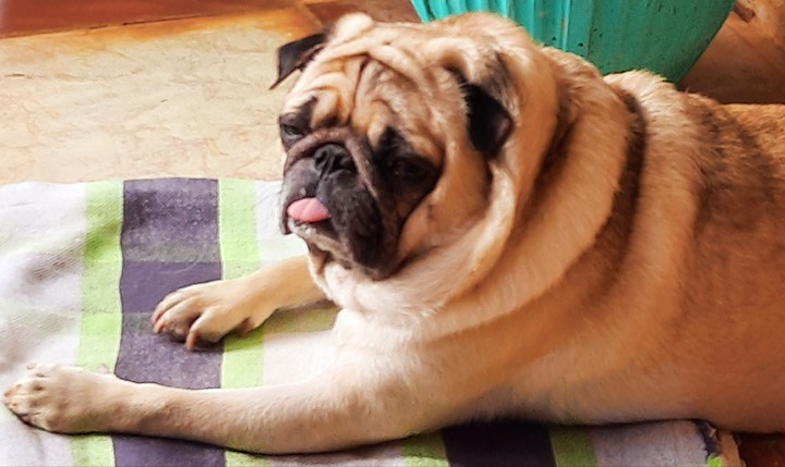 sleepy pug