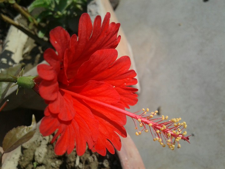 red hibiscus