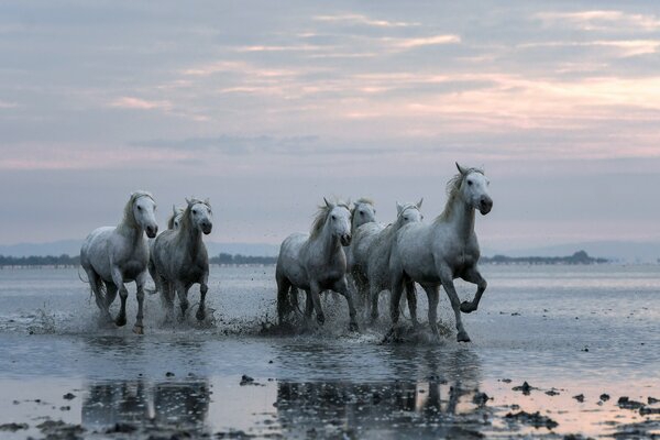 Horses