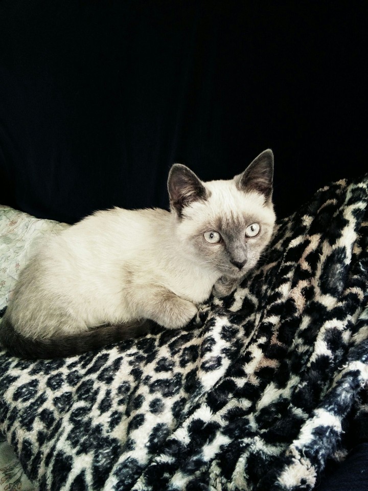 Cat siamese