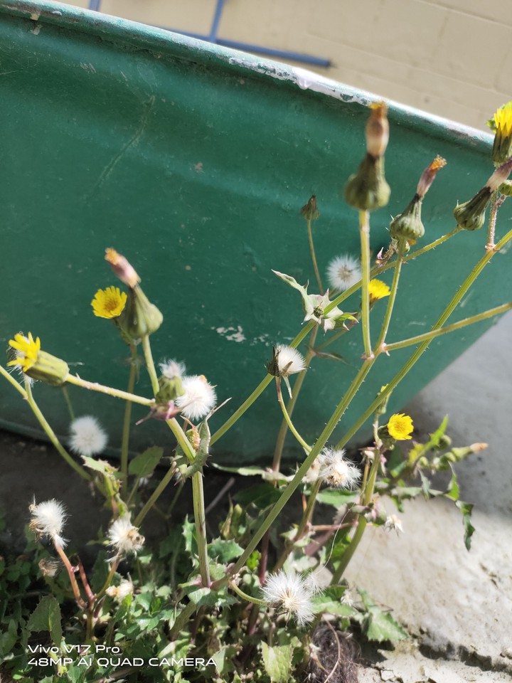Wild Plant