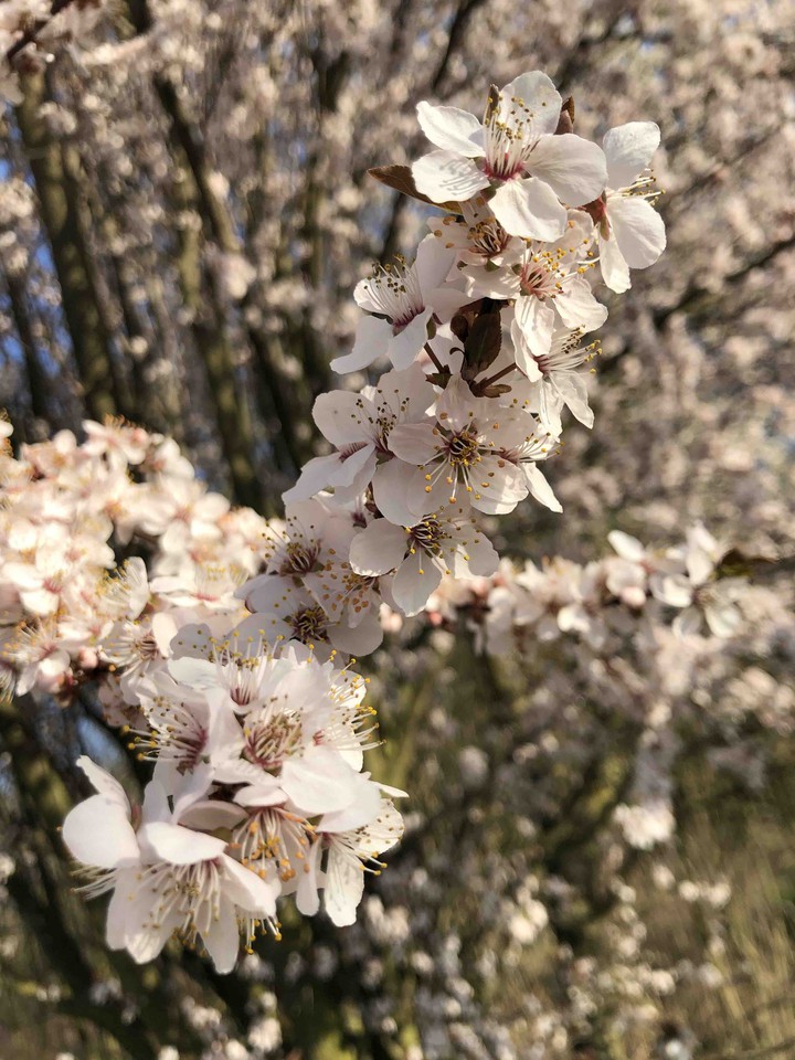 Blossom