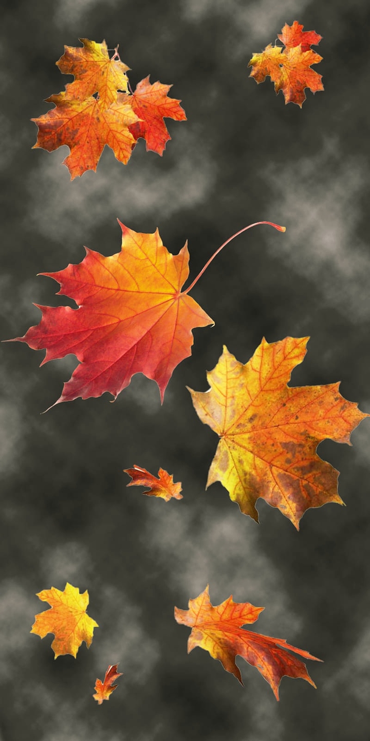 AUTUMN LEAVES IN THE GREY