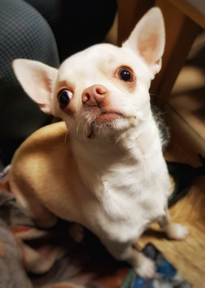 little dog
