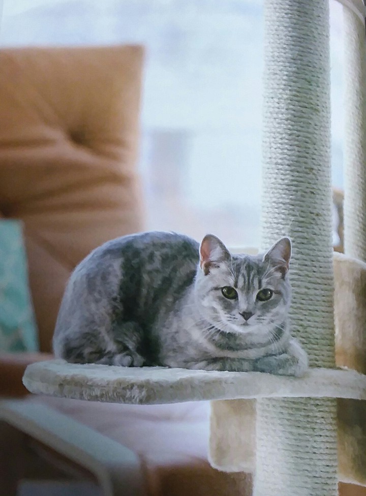 cat