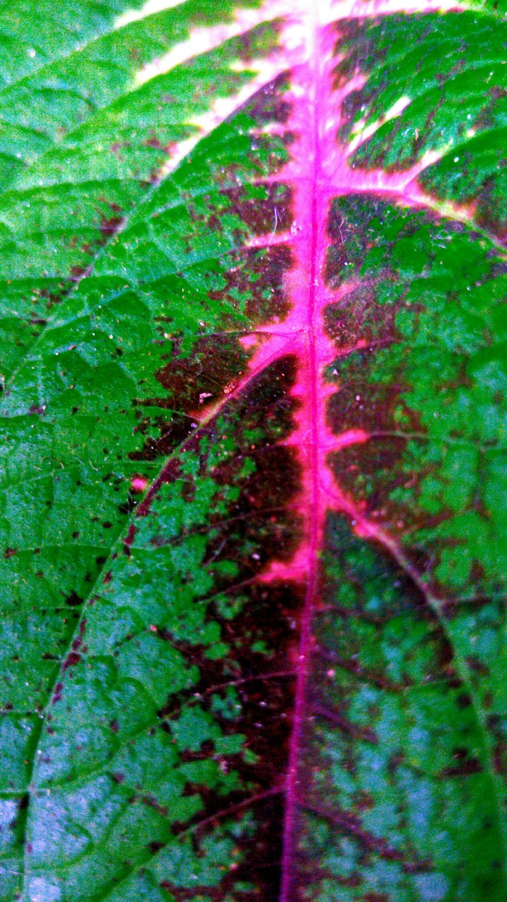 Folha colorida