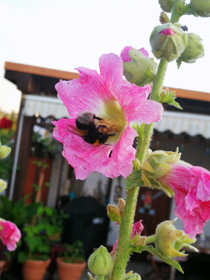 Tiny bumblebee