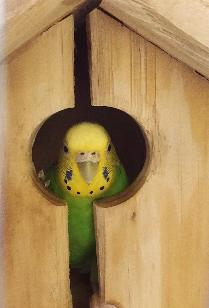 Bird