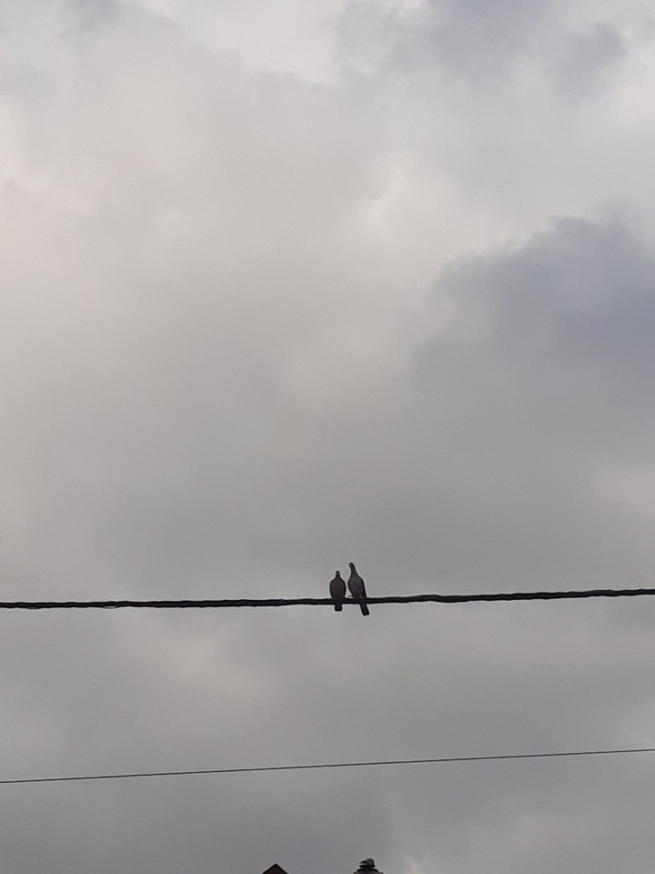 the pigeons are kissing2