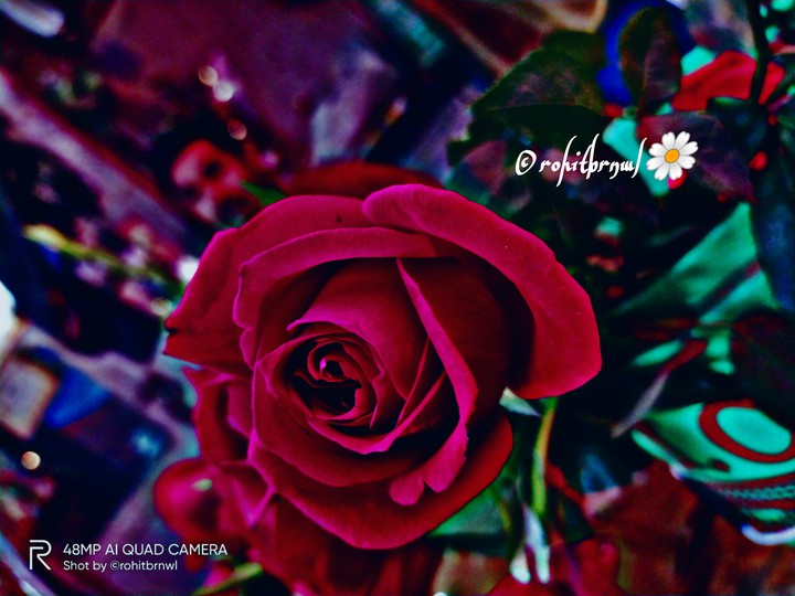 Flowers grow back, even after they are stepped on? . . . .
