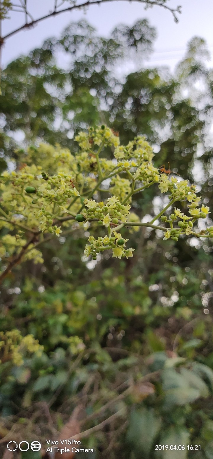 BLOSSOM