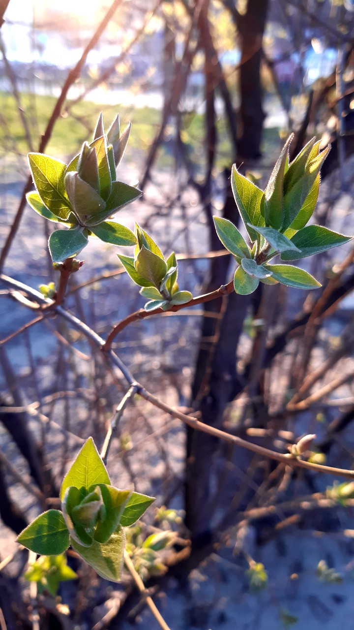 spring