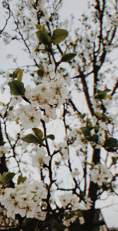 appletree
