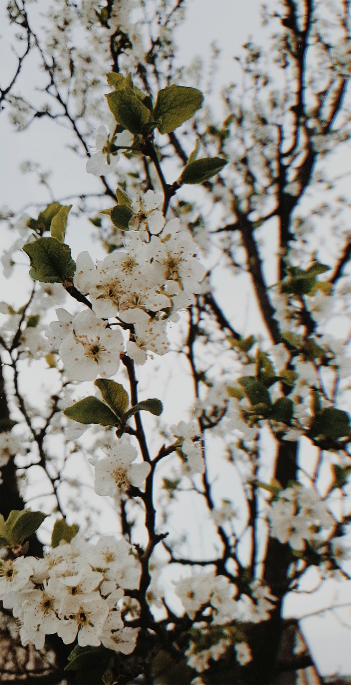 appletree