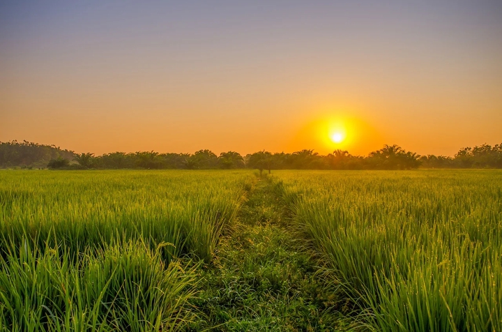 rice fields