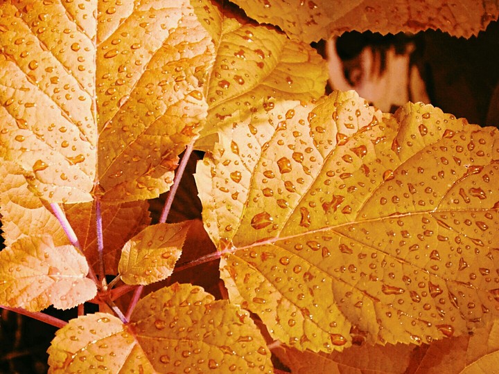 autumn leaf
