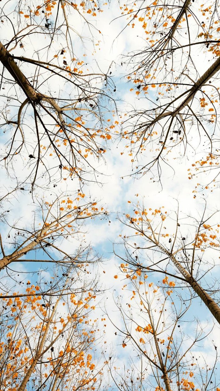 sky and tree