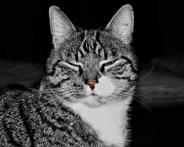 Cogatto!!!!
