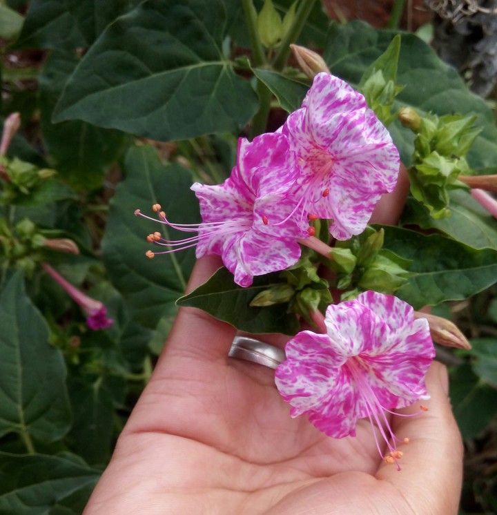 Flor de minha preta