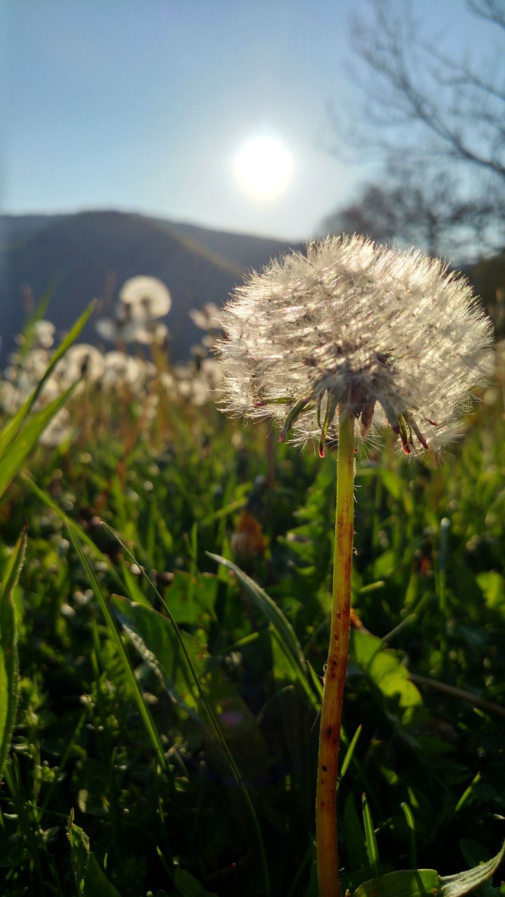 Spring