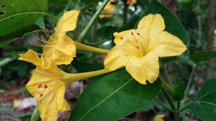 flowers