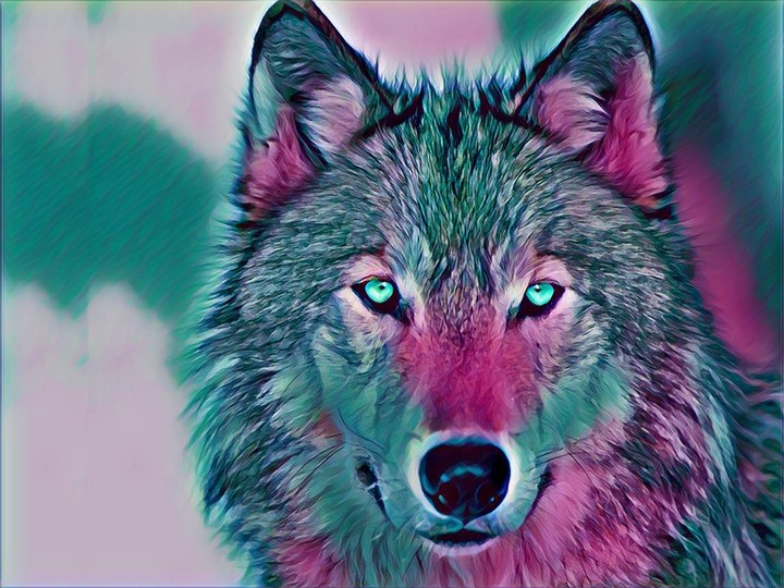 Wolf