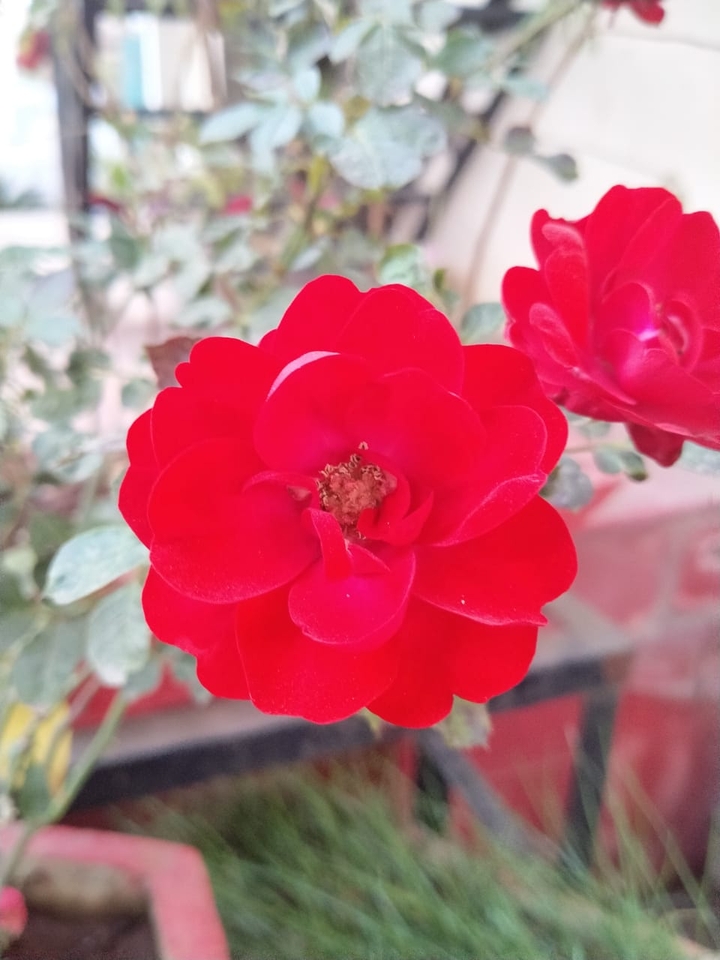 red