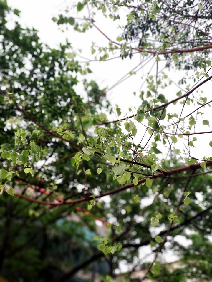 wet leafs