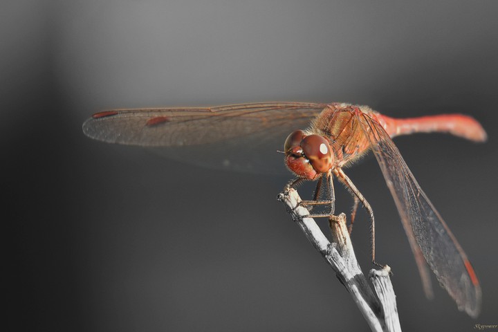 dragonfly