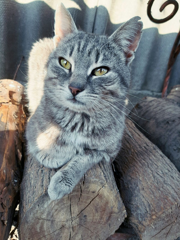 cat