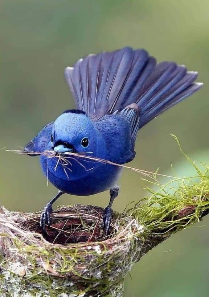 bird