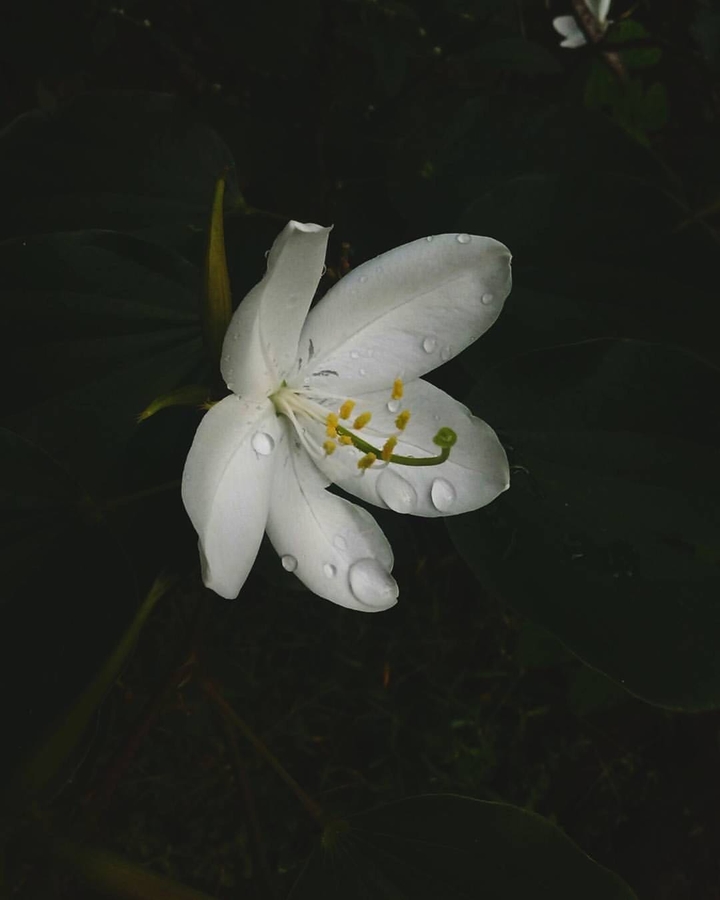 flower