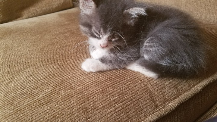Sleepy Kitten