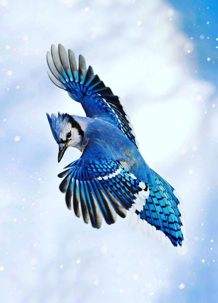 Blue bird