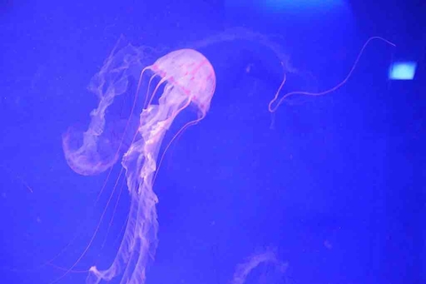 jellyfish3
