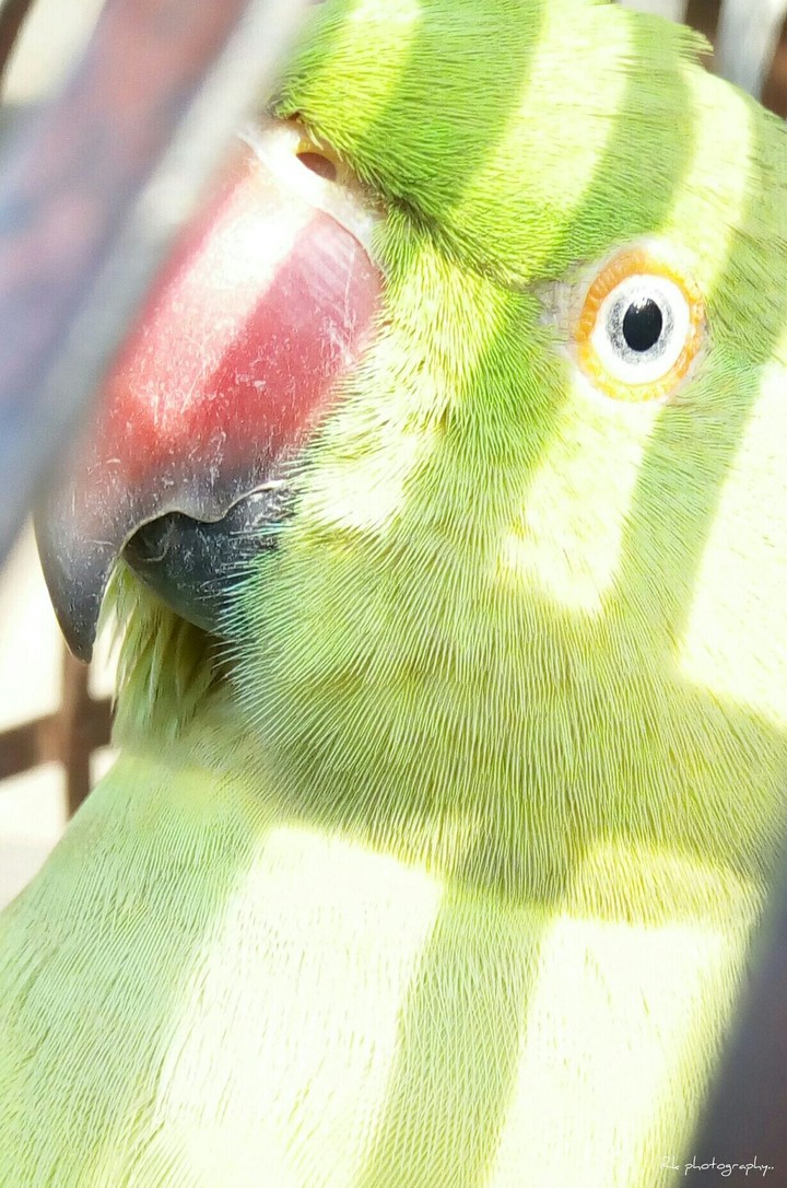 The parrot..