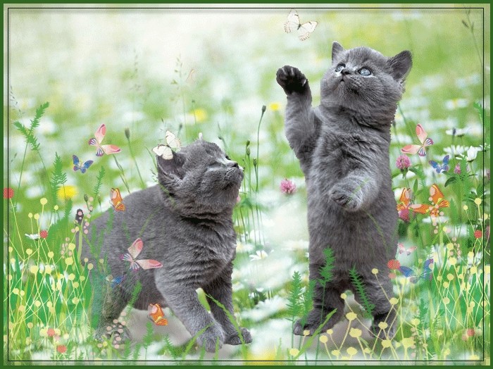 spielende Katzen