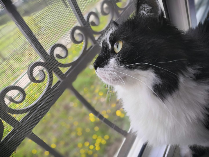 My little cat